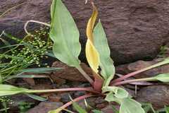 Cryptocoryne cognatoides